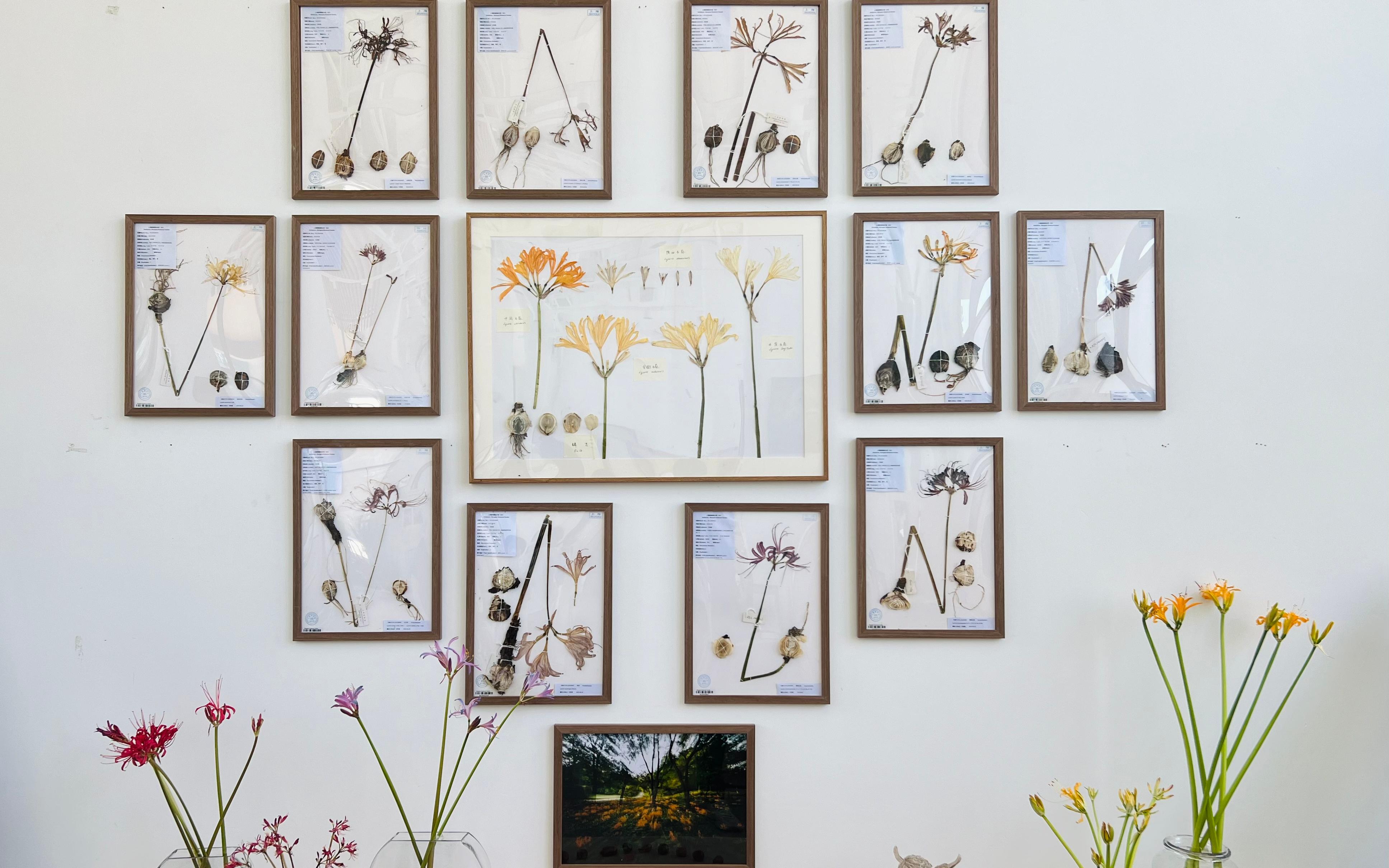 石蒜标本.jpg 石蒜标本.jpg