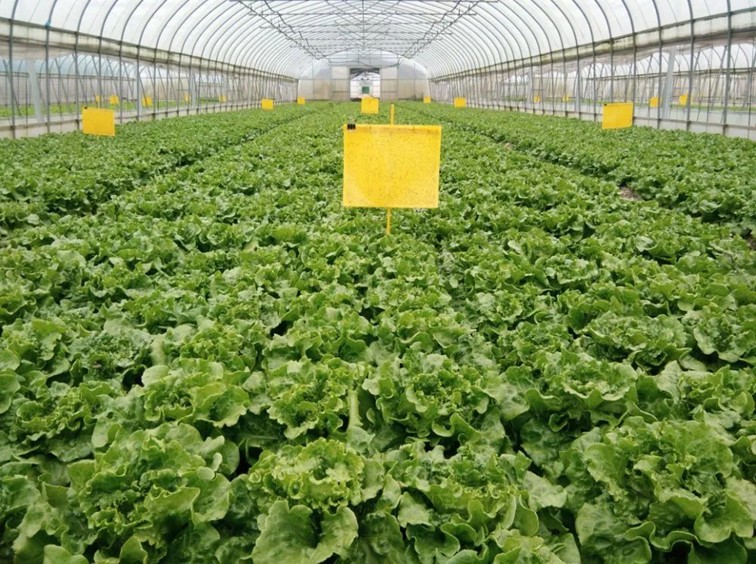 入选“国”字号!这几种青浦特色农产品,每一款都超赞~ 入选“国”字号!这几种青浦特色农产品,每一款都超赞~