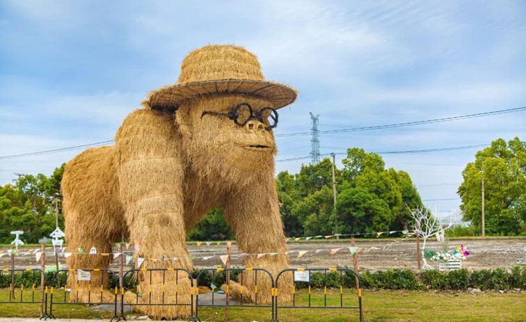香满秋·一起游丨去青浦来场CountryWalk，遇见金秋盛景！