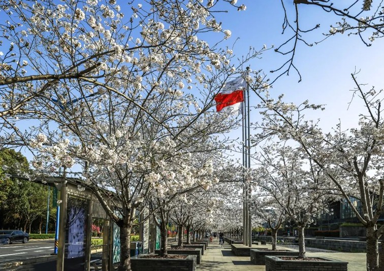 上班暂停一下!快来青浦看樱花雨 上班暂停一下!快来青浦看樱花雨