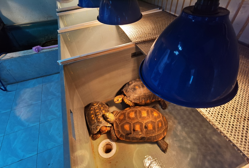 收容救护点救助的3只红腿陆龟.jpeg 收容救护点救助的3只红腿陆龟.jpeg