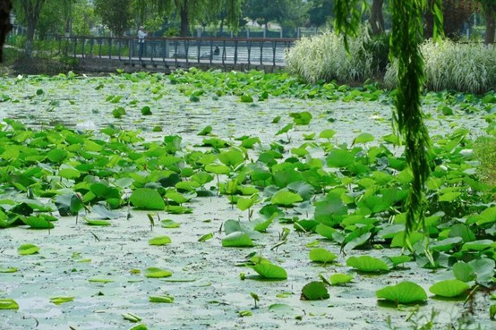 2026逛青浦环城水系公园指南