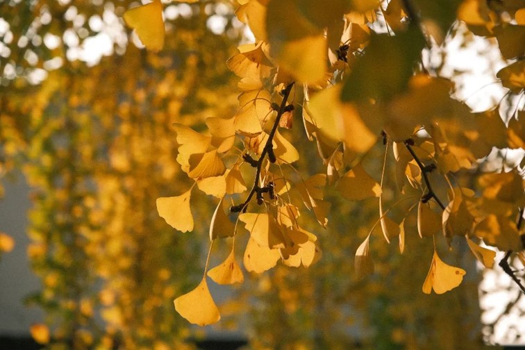 银杏落金,青浦迎来了年度“最闪亮”时刻! 银杏落金,青浦迎来了年度“最闪亮”时刻!