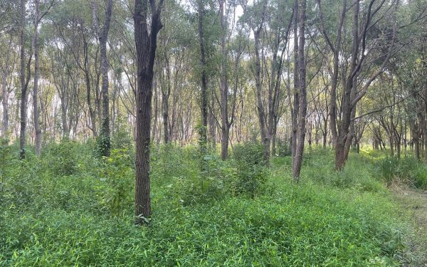 踏查林地定方案 养护指导促提升——城市人工林固碳增汇效能提升1.jpg 踏查林地定方案 养护指导促提升——城市人工林固碳增汇效能提升1.jpg