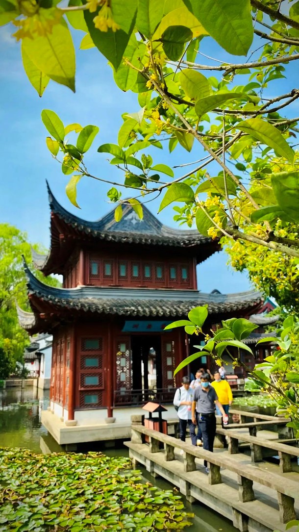 香满秋·一起游|人间十月,桂香满襟!青浦绝佳赏桂地,原来在这里! 香满秋·一起游|人间十月,桂香满襟!青浦绝佳赏桂地,原来在这里!