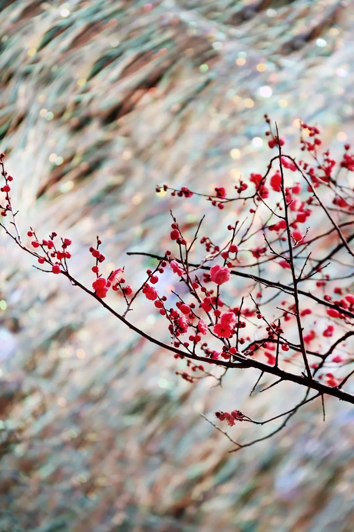 江南梅花季丨开往春天的列车已上线！抓紧冲，青浦梅花已绽放80%！