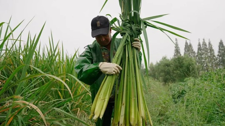 入选“国”字号!这几种青浦特色农产品,每一款都超赞~ 入选“国”字号!这几种青浦特色农产品,每一款都超赞~