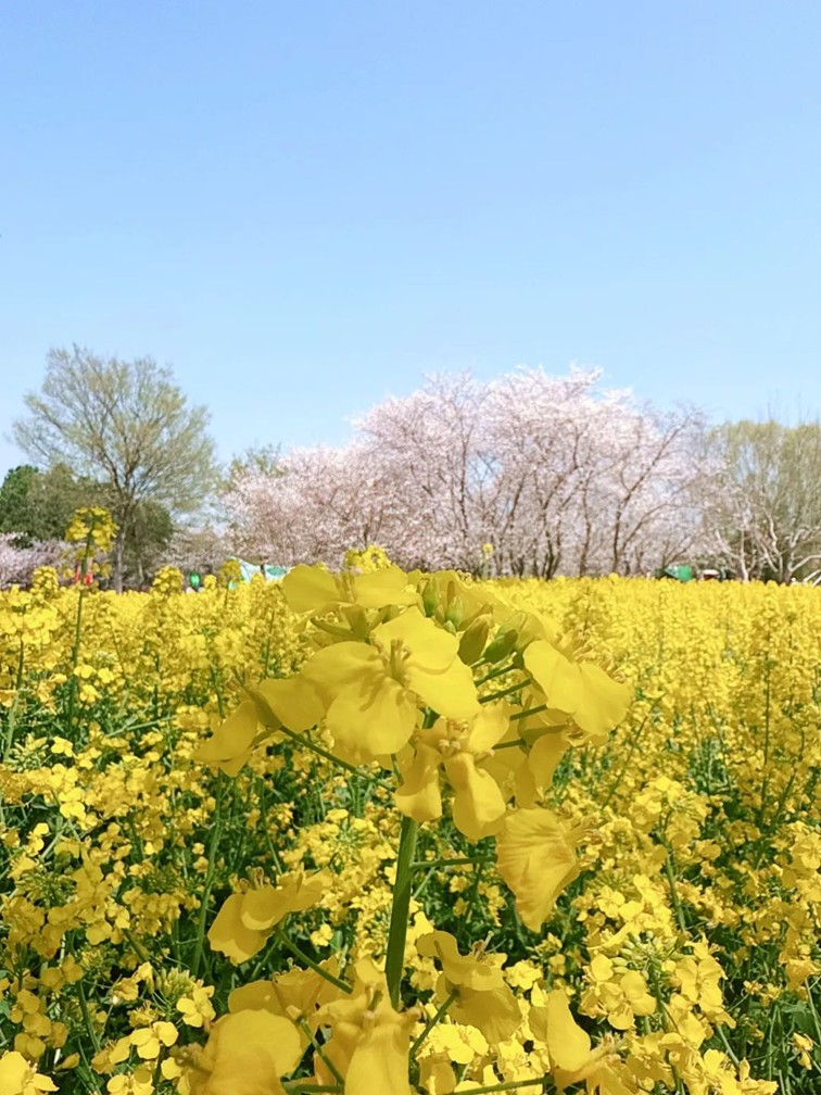 上班暂停一下!快来青浦看樱花雨 上班暂停一下!快来青浦看樱花雨