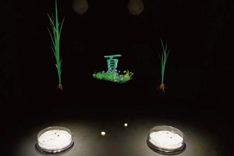 随着镜头中的涟漪,在水韵流转中感受青浦水美乡村 随着镜头中的涟漪,在水韵流转中感受青浦水美乡村