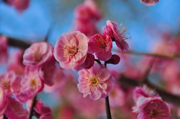 江南梅花季丨开往春天的列车已上线！抓紧冲，青浦梅花已绽放80%！