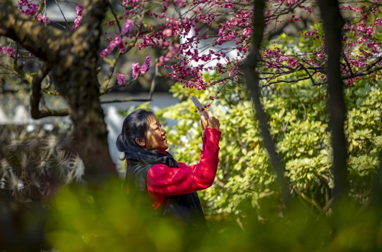 沪水畔,慢时光!梅花映水,到青浦赏梅品水 沪水畔,慢时光!梅花映水,到青浦赏梅品水