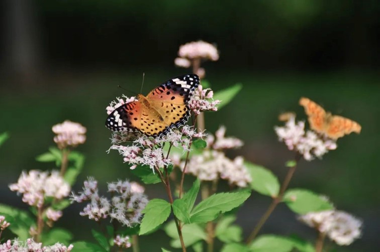 寒风乍起，秋意正浓，你想要的绝色秋光就藏在青浦！
