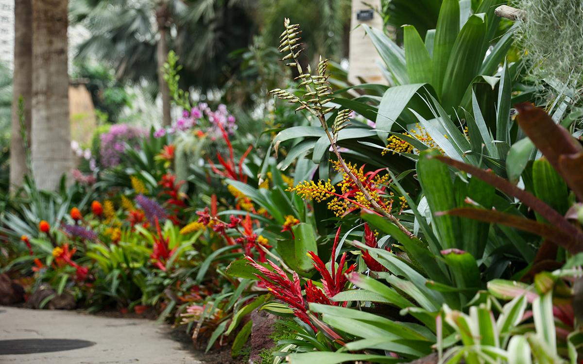 凤梨花境 1.jpg 凤梨花境 1.jpg