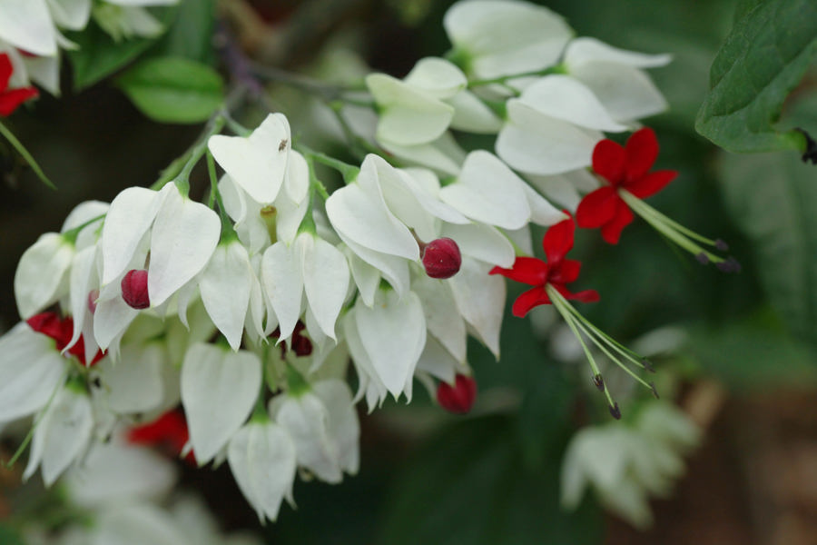 龙吐珠。 资料图片.jpeg 龙吐珠。 资料图片.jpeg