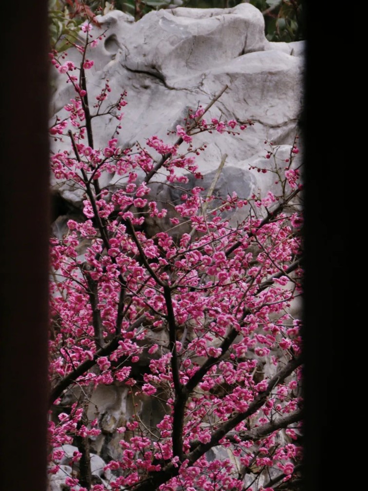 江南梅花季丨开往春天的列车已上线！抓紧冲，青浦梅花已绽放80%！