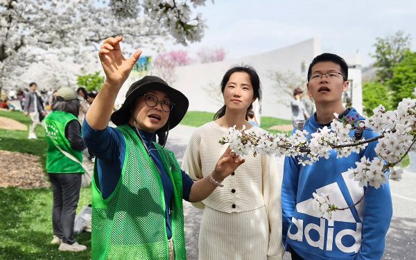 樱花定点科普讲解 (4).jpg 樱花定点科普讲解 (4).jpg