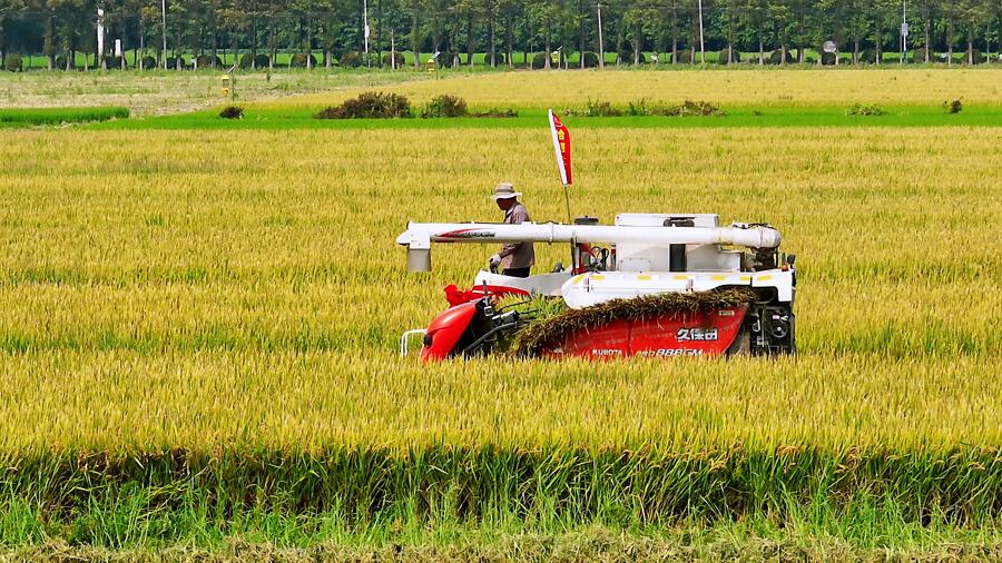 松江泖港镇,收割机在稻田来回穿梭。 资料图片.png 松江泖港镇,收割机在稻田来回穿梭。 资料图片.png