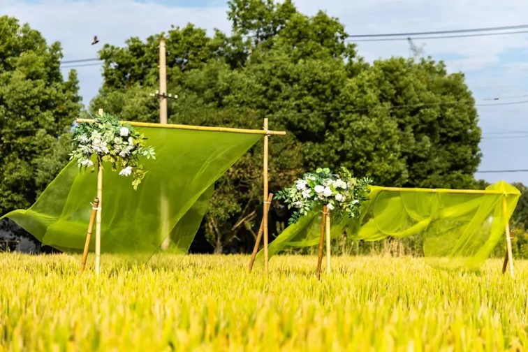 香满秋·一起游丨去青浦来场CountryWalk，遇见金秋盛景！