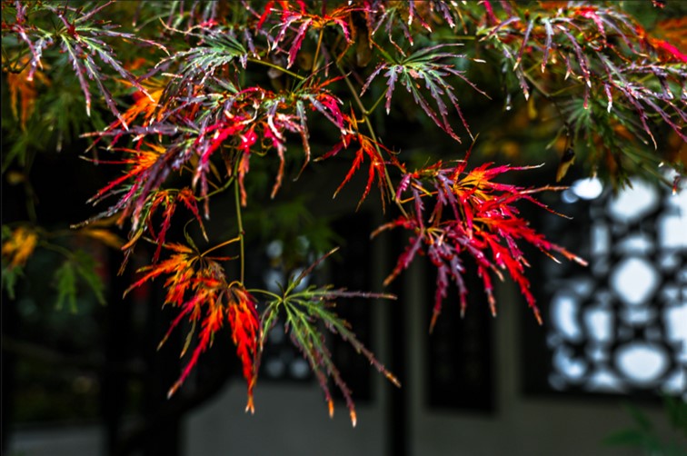 “宿主”您好，请领取主线任务：寻找青浦红叶地图！