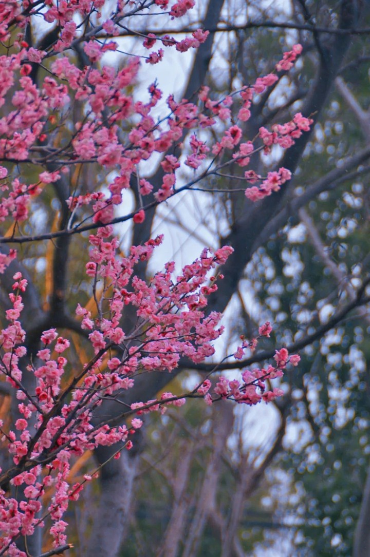 江南梅花季丨开往春天的列车已上线！抓紧冲，青浦梅花已绽放80%！