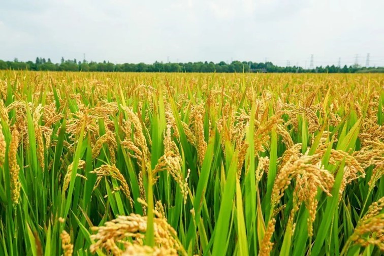 香满秋·一起游丨去青浦来场CountryWalk，遇见金秋盛景！