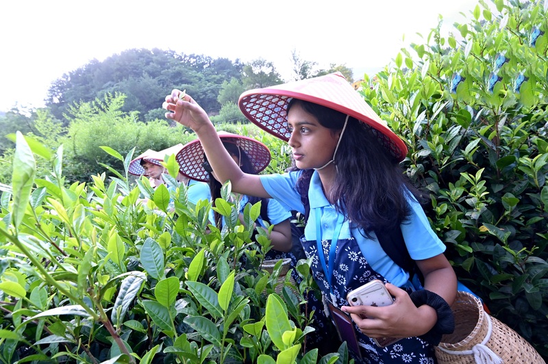 尼泊尔女孩阿雅在采茶.jpeg 尼泊尔女孩阿雅在采茶.jpeg