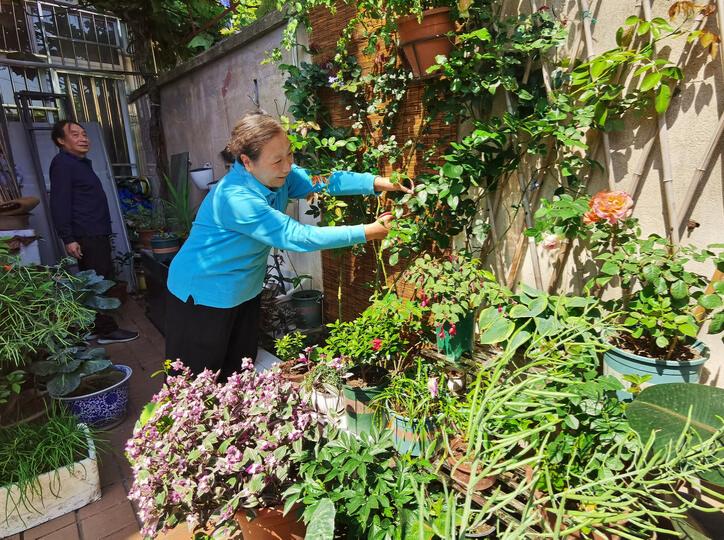 上海市民窗阳台绿化大赛明启动