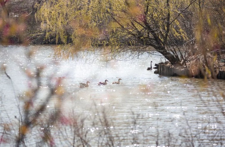 跟着半马游青浦,超燃!2024青浦新城半程马拉松赛即将开赛! 跟着半马游青浦,超燃!2024青浦新城半程马拉松赛即将开赛!