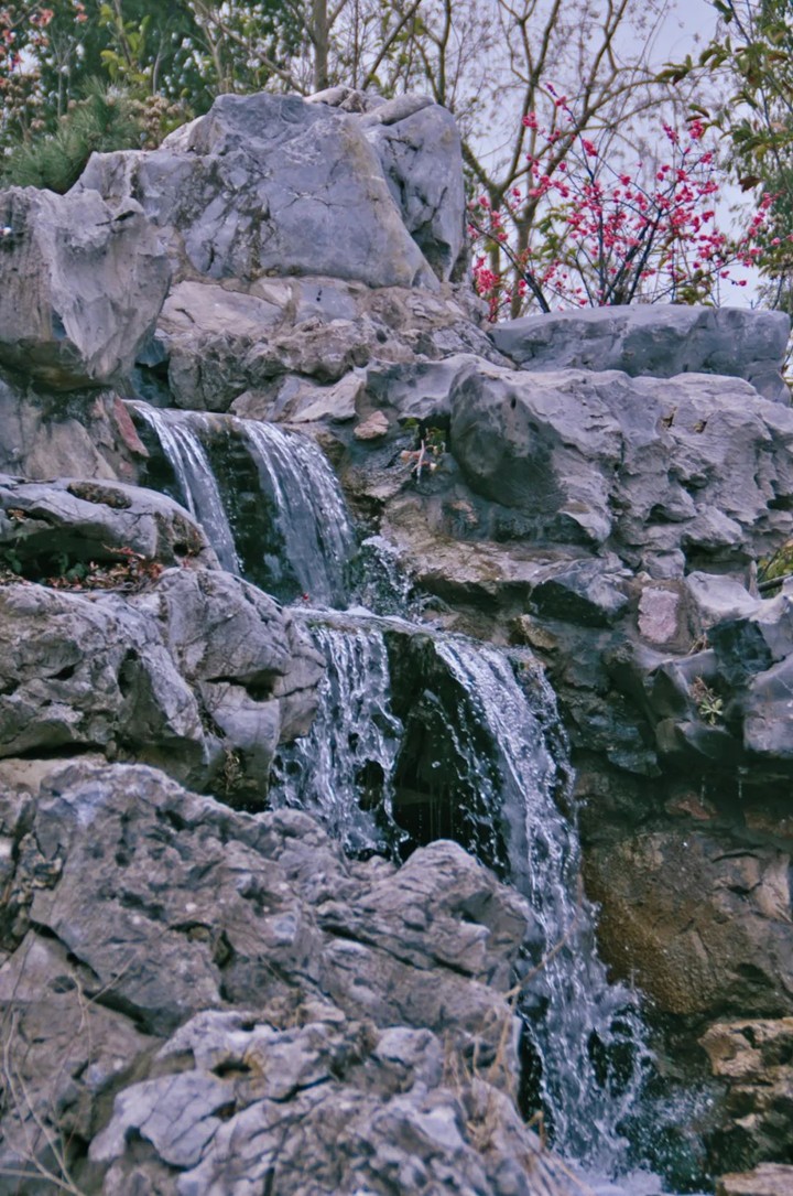 江南梅花季丨开往春天的列车已上线！抓紧冲，青浦梅花已绽放80%！