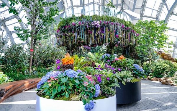 地涌金莲--芭蕉科地涌金莲属 (2).jpg 地涌金莲--芭蕉科地涌金莲属 (2).jpg