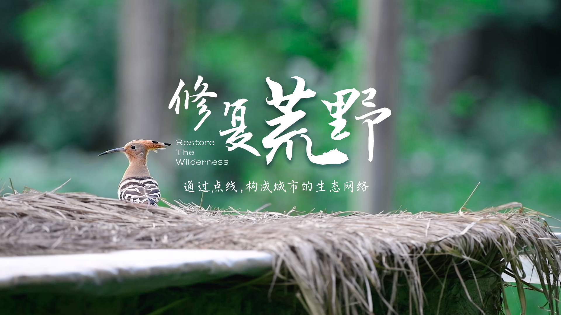 百姓话思想系列视频第二季第十三集：《修复荒野》