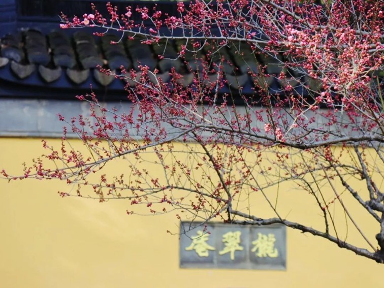 江南梅花季丨开往春天的列车已上线！抓紧冲，青浦梅花已绽放80%！