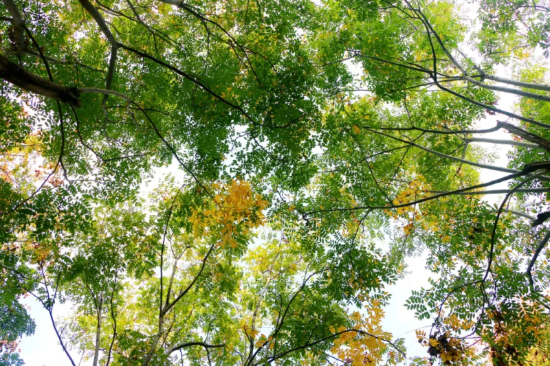 图片 18.png 图片 18.png