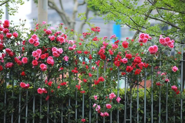 0519_153022_135.jpg 微信图片_2025-05-19_152938_275.jpg