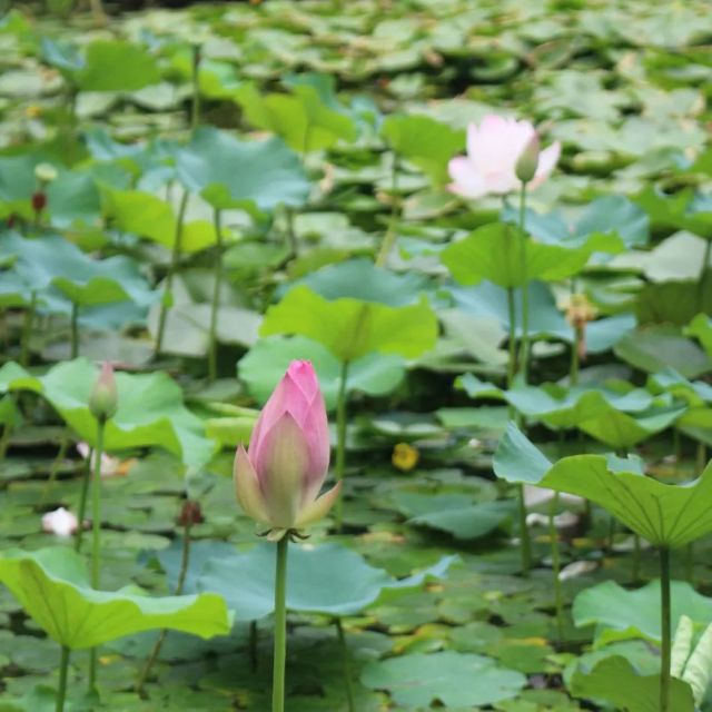 0722_121324_799.jpg 640 (3).jpg