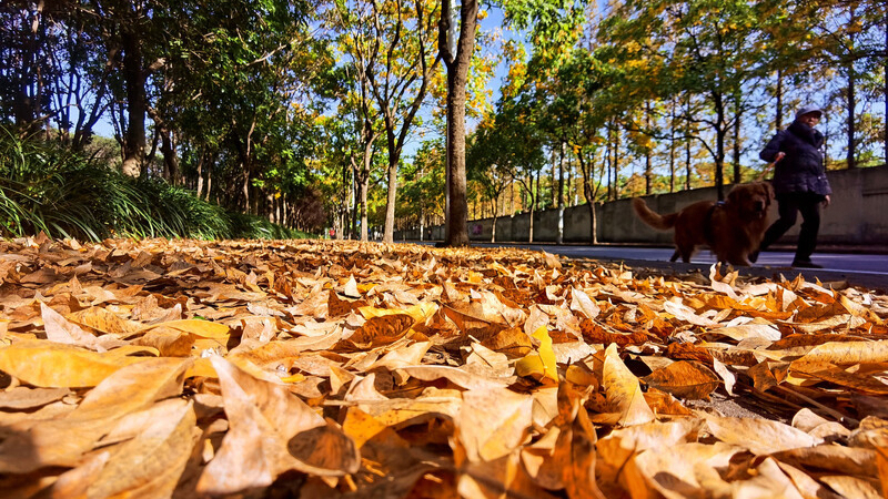 今年景观道路“落叶不扫”时间由各区根据实际情况确定。图为去年闵行区南辅路栾树叶铺就的“落叶毯”。 陈玺撼 摄.jpeg