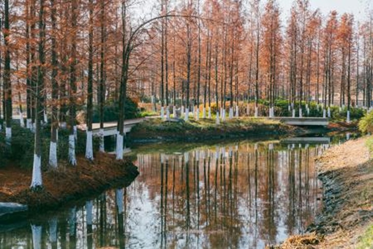 青浦河长:城中美湖,静谧安然 青浦河长:城中美湖,静谧安然