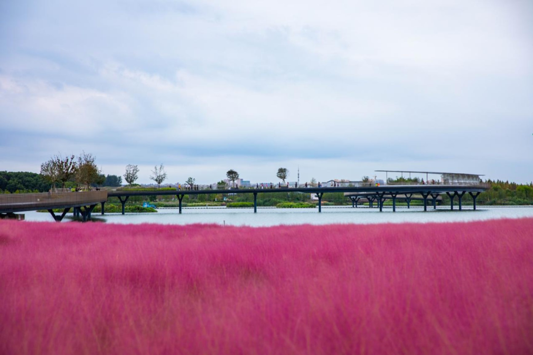 秋日“沪”水游丨青浦,江南秋日胜春朝 秋日“沪”水游丨青浦,江南秋日胜春朝