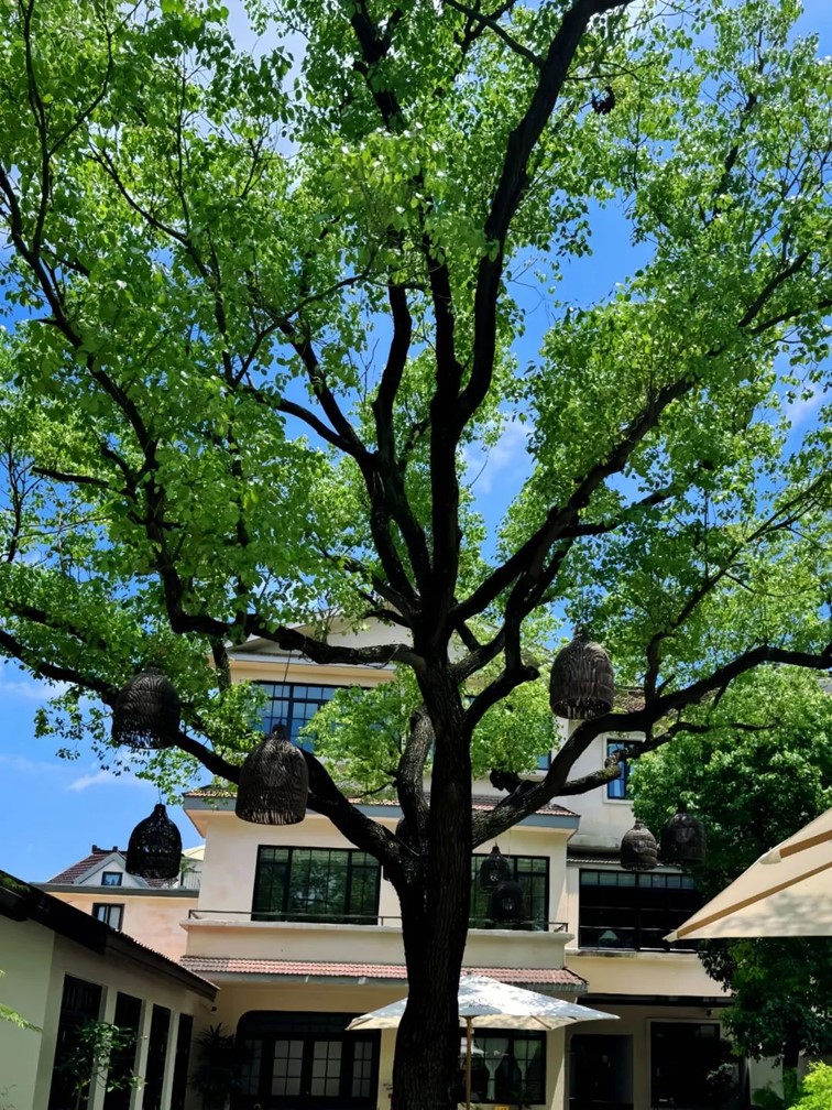 快高铁·慢生活｜开通啦！青浦上榜长三角“四季主题榜单”和十大主题线路！