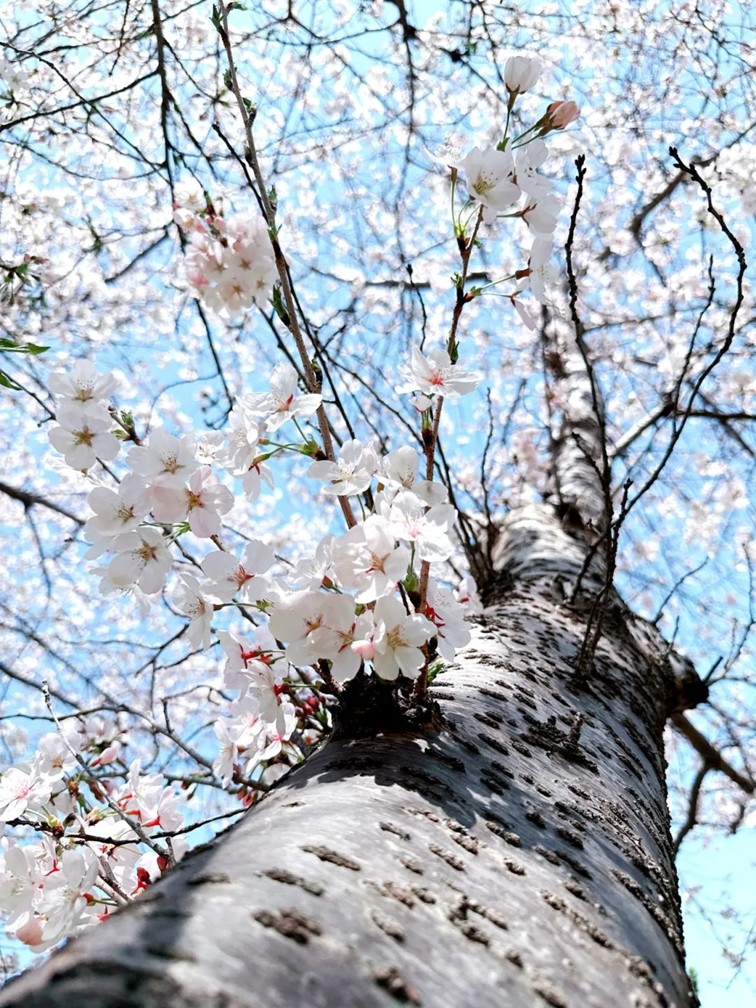 上班暂停一下!快来青浦看樱花雨 上班暂停一下!快来青浦看樱花雨