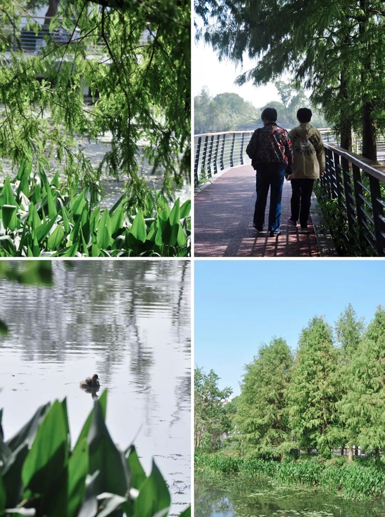 寒风乍起，秋意正浓，你想要的绝色秋光就藏在青浦！