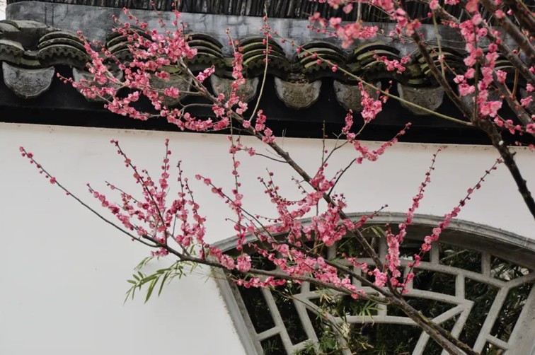 江南梅花季丨开往春天的列车已上线！抓紧冲，青浦梅花已绽放80%！