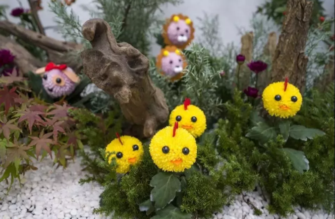 乒乓菊。资料图片 .png 乒乓菊。资料图片 .png