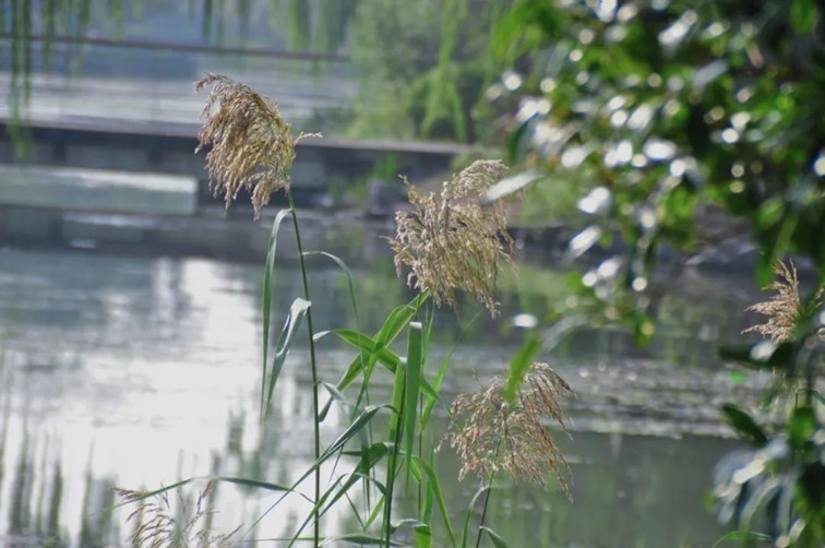 寒风乍起，秋意正浓，你想要的绝色秋光就藏在青浦！