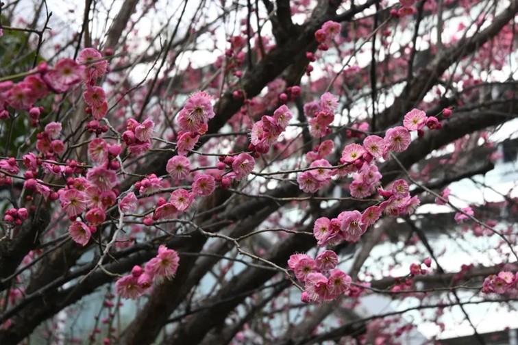 江南梅花季丨“梅”美与共！住在青浦花影中，盼君缓缓归矣