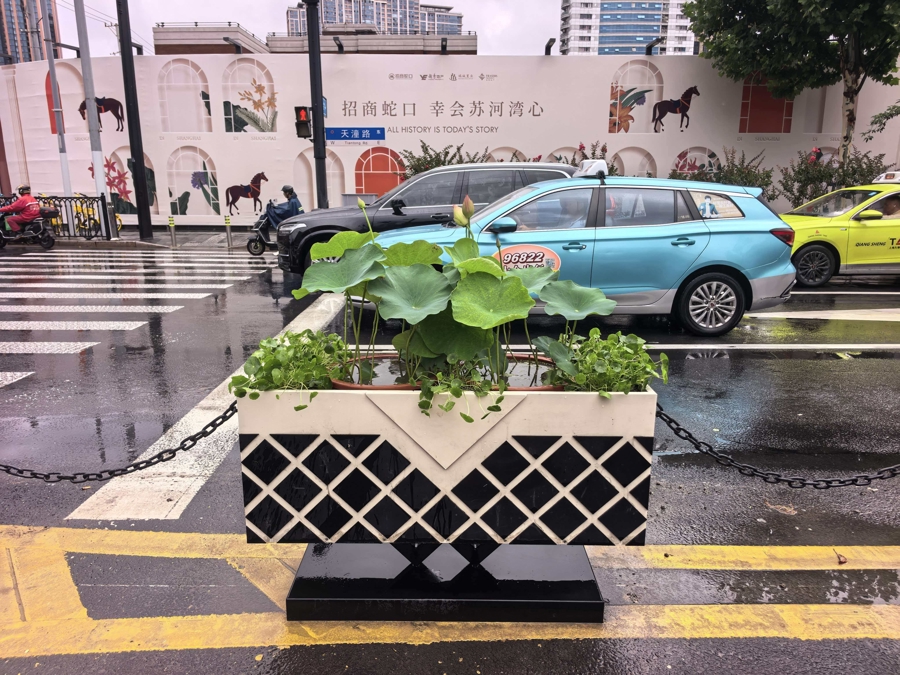 荷花首次应用于天潼路隔离带的花箱中.jpg