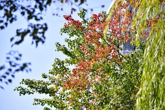 2026逛青浦环城水系公园指南