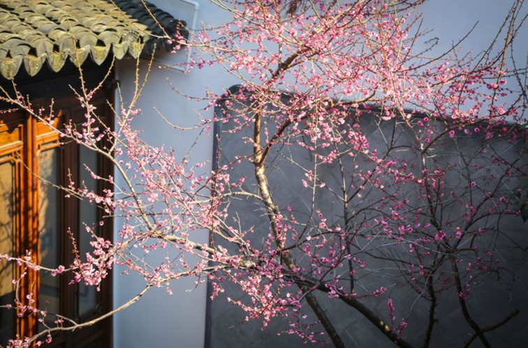 江南梅花季丨“梅”美与共！住在青浦花影中，盼君缓缓归矣