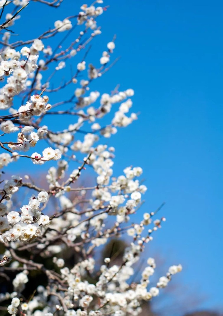 江南梅花季丨“梅”美与共！住在青浦花影中，盼君缓缓归矣