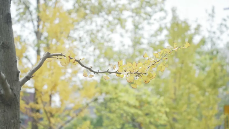 图片 26.png 图片 26.png